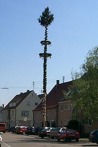 der Pfuhler Maibaum