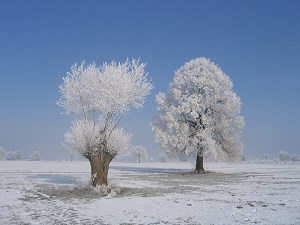 Bäume im Rauhreif-Schmuck