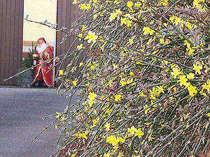 ein blühender Forsythienstrauch