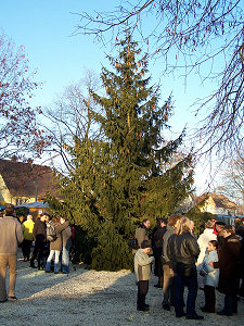 der Christbaum