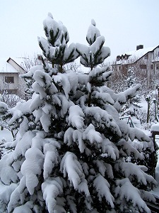 verschneiter Baum