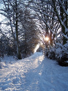 Wintersonne auf dem Waldweg