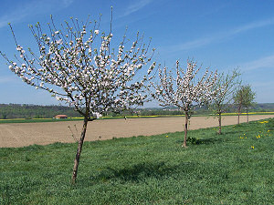 junge Apfelbäume