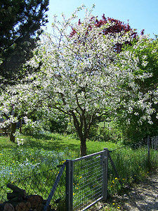 ein Kirschbaum