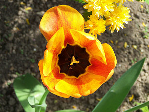 Tulpenblüte