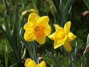 Reden die Blüten miteinander?