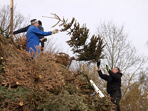 Christbäume werden aufgeschichtet